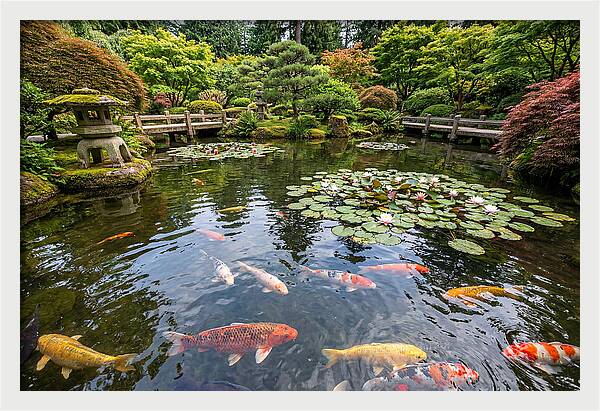 Japanese Koi In Tranquil Pond