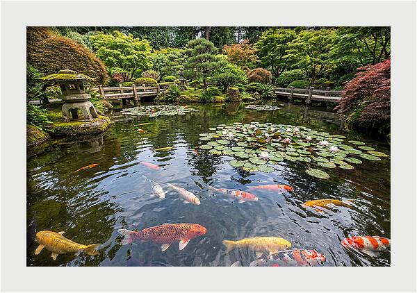 Japanese Koi In Tranquil Pond
