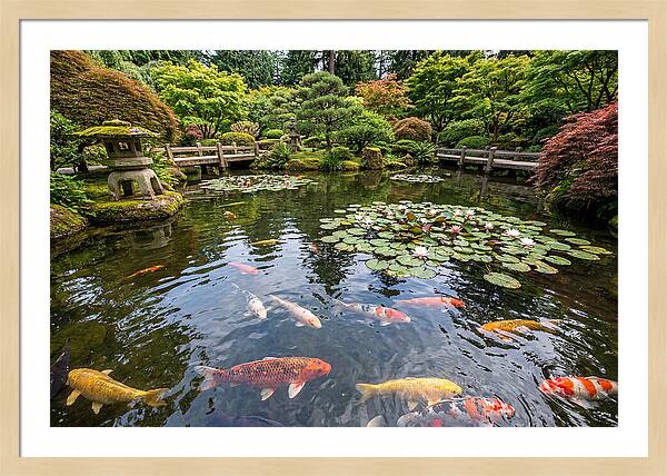 Japanese Koi In Tranquil Pond