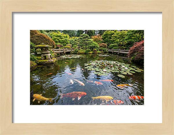 Japanese Koi In Tranquil Pond