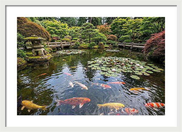 Japanese Koi In Tranquil Pond