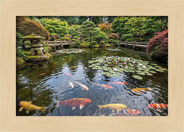 Japanese Koi In Tranquil Pond