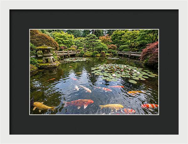 Japanese Koi In Tranquil Pond