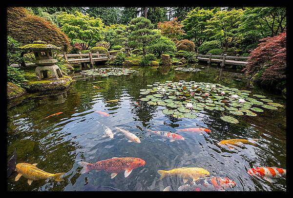 Japanese Koi In Tranquil Pond