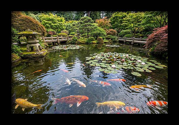 Japanese Koi In Tranquil Pond