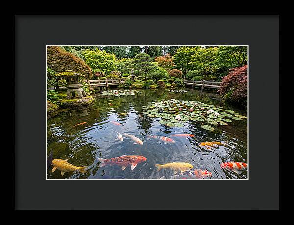 Japanese Koi In Tranquil Pond
