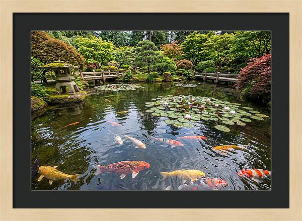 Japanese Koi In Tranquil Pond