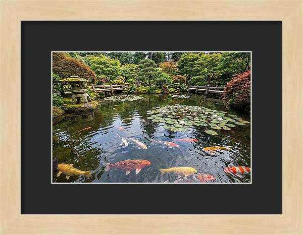 Japanese Koi In Tranquil Pond