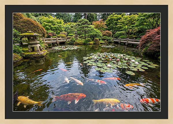 Japanese Koi In Tranquil Pond