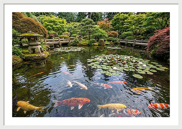 Japanese Koi In Tranquil Pond