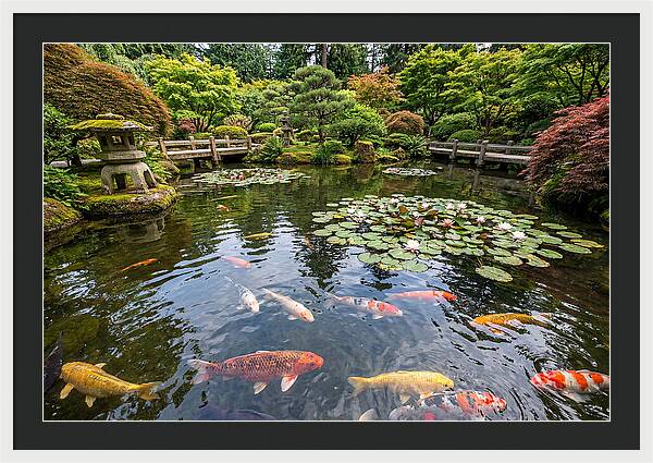 Japanese Koi In Tranquil Pond