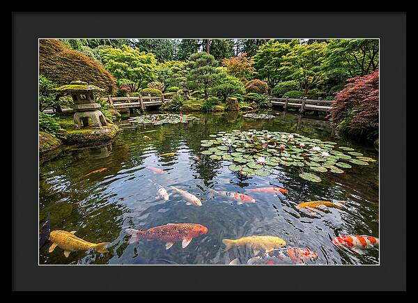 Japanese Koi In Tranquil Pond