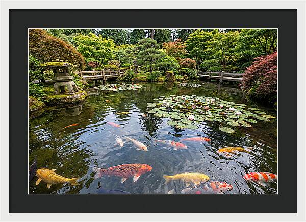 Japanese Koi In Tranquil Pond