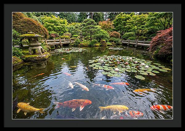 Japanese Koi In Tranquil Pond