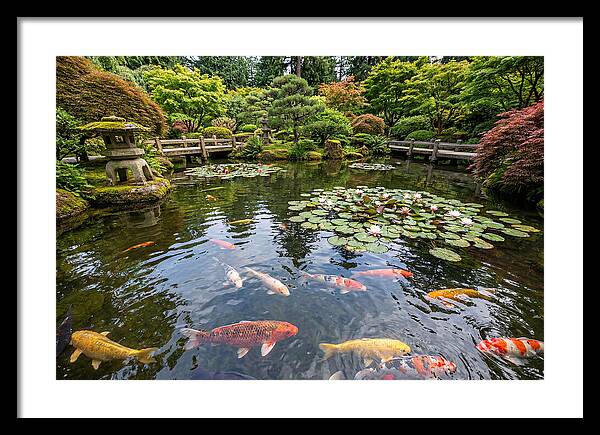 Japanese Koi In Tranquil Pond