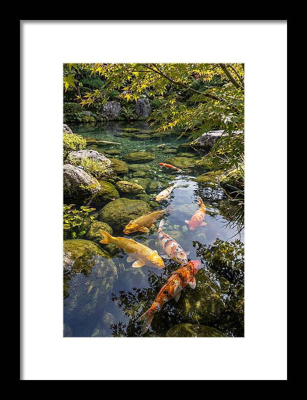Japanese Koi Pond Serenity