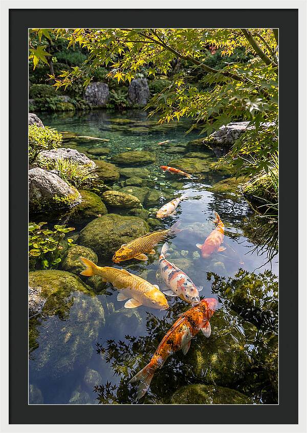 Japanese Koi Pond Serenity