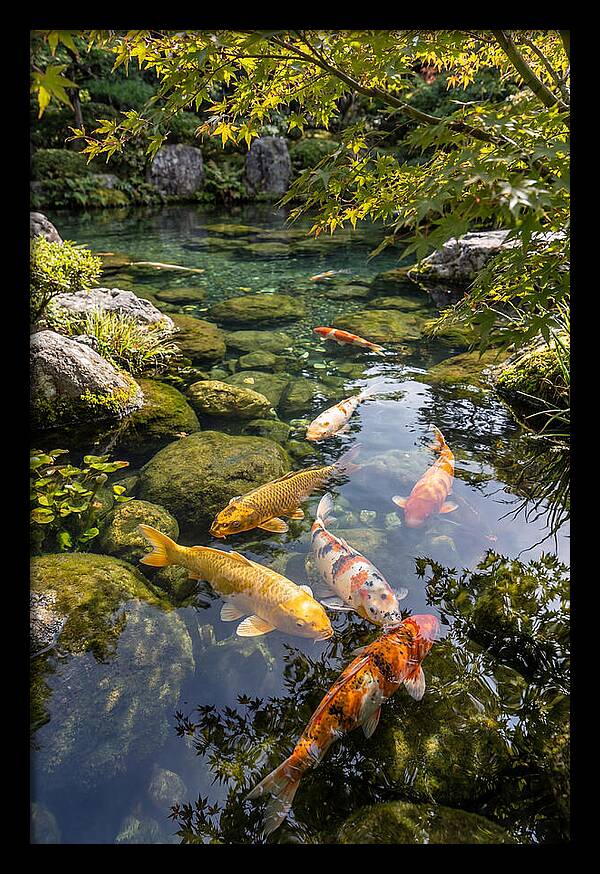 Japanese Koi Pond Serenity