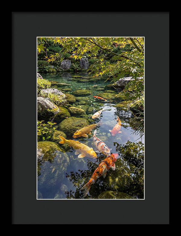 Japanese Koi Pond Serenity