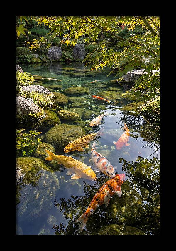 Japanese Koi Pond Serenity
