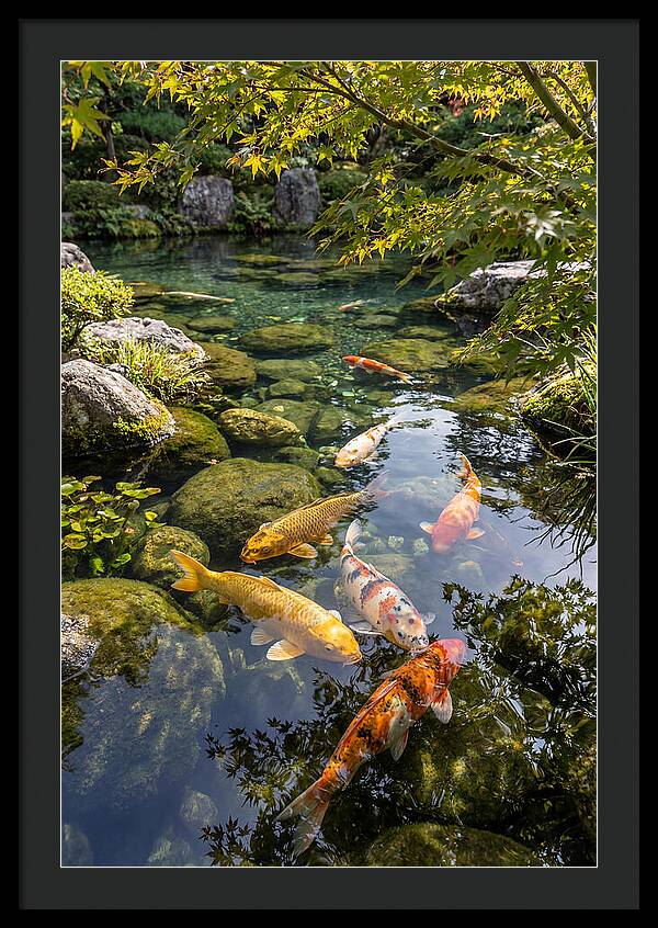 Japanese Koi Pond Serenity