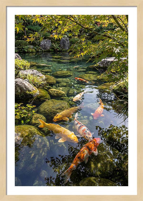 Japanese Koi Pond Serenity