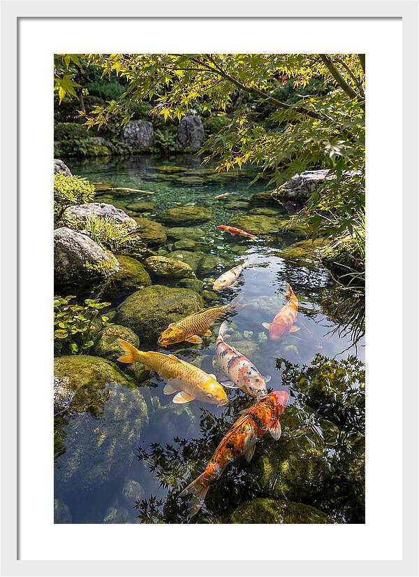 Japanese Koi Pond Serenity