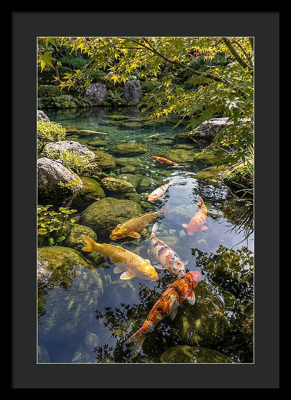 Japanese Koi Pond Serenity
