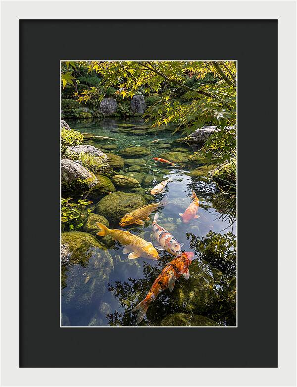 Japanese Koi Pond Serenity
