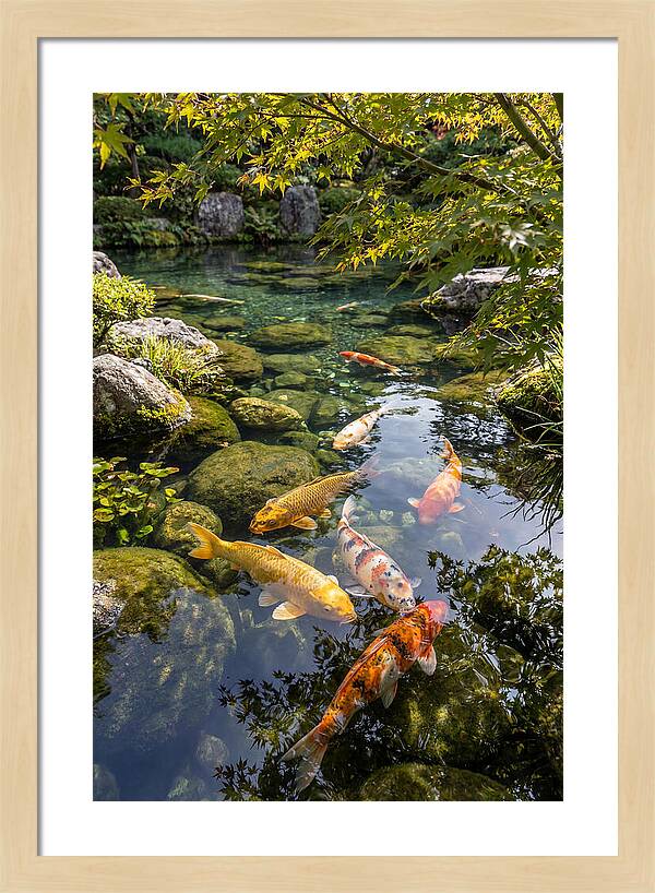 Japanese Koi Pond Serenity