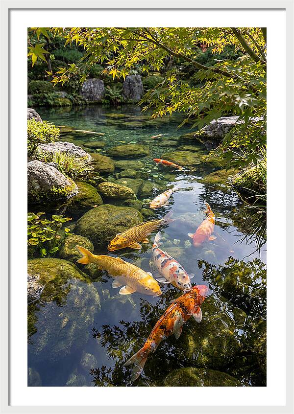 Japanese Koi Pond Serenity