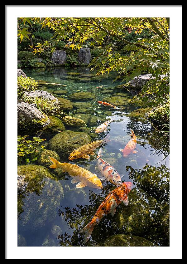 Japanese Koi Pond Serenity