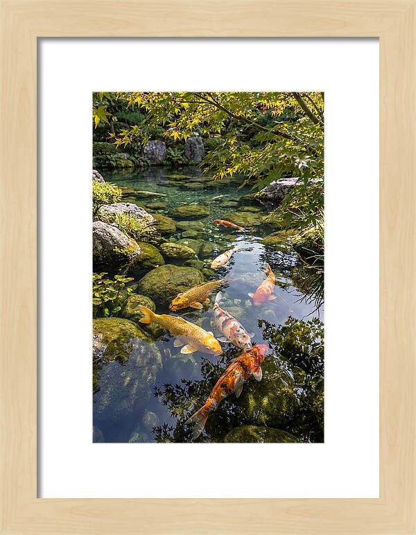 Japanese Koi Pond Serenity