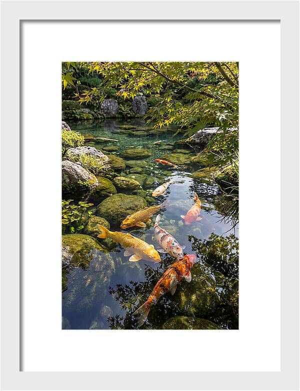 Japanese Koi Pond Serenity