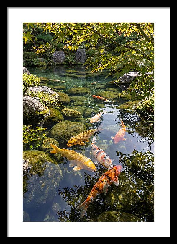 Japanese Koi Pond Serenity