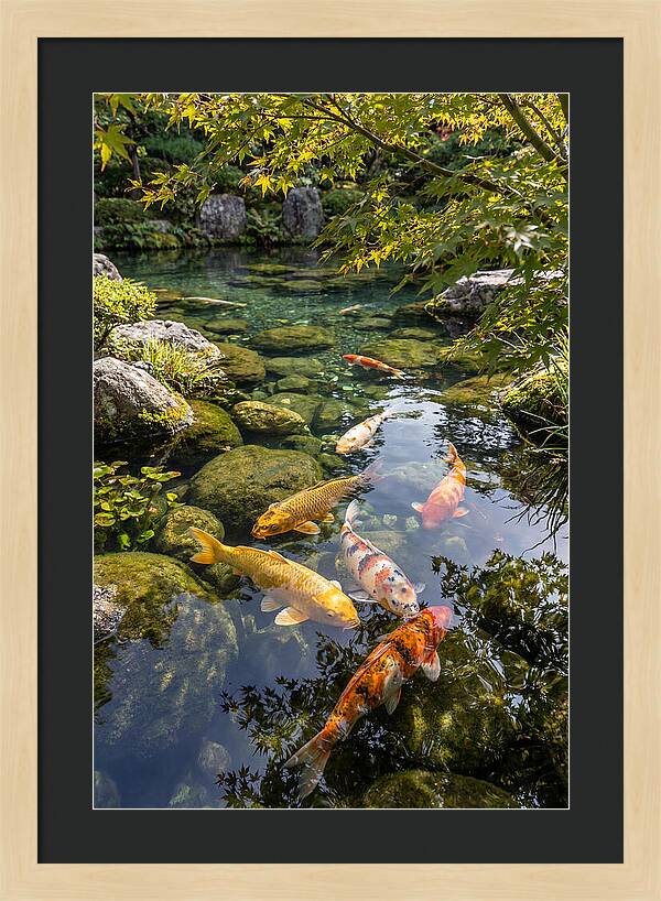 Japanese Koi Pond Serenity