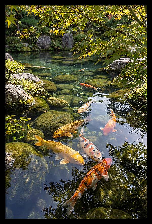 Japanese Koi Pond Serenity