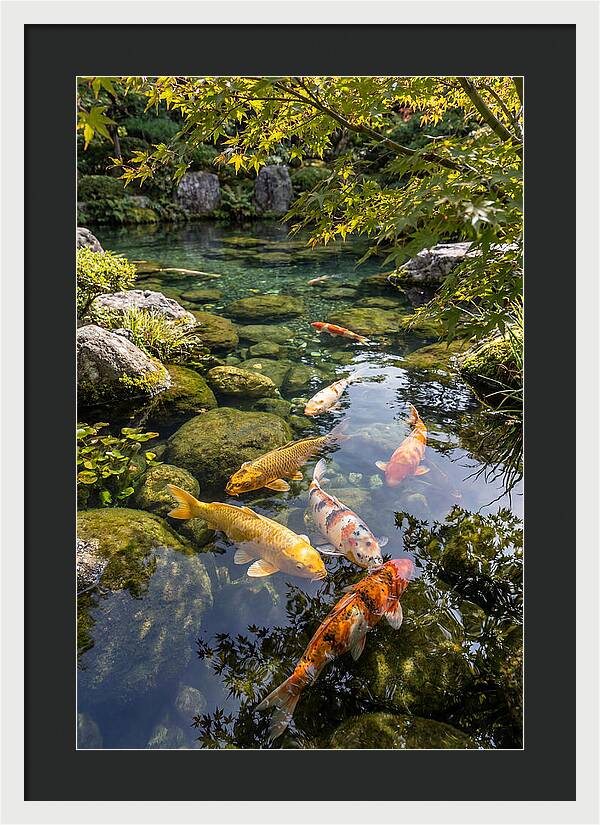 Japanese Koi Pond Serenity