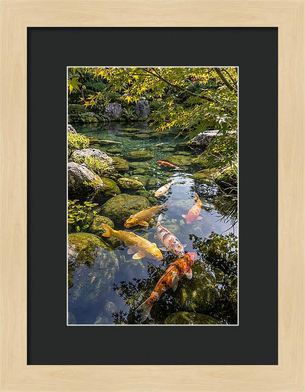 Japanese Koi Pond Serenity
