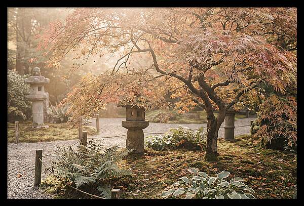 Japanese Maple In Autumn Glow