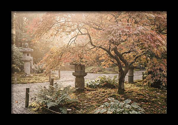 Japanese Maple In Autumn Glow