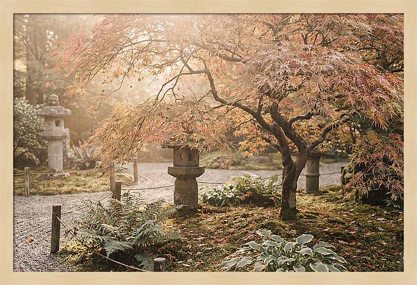Japanese Maple In Autumn Glow