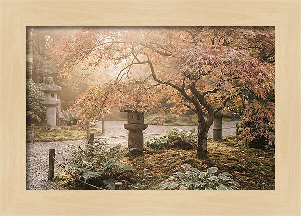 Japanese Maple In Autumn Glow