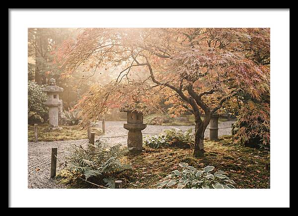 Japanese Maple In Autumn Glow