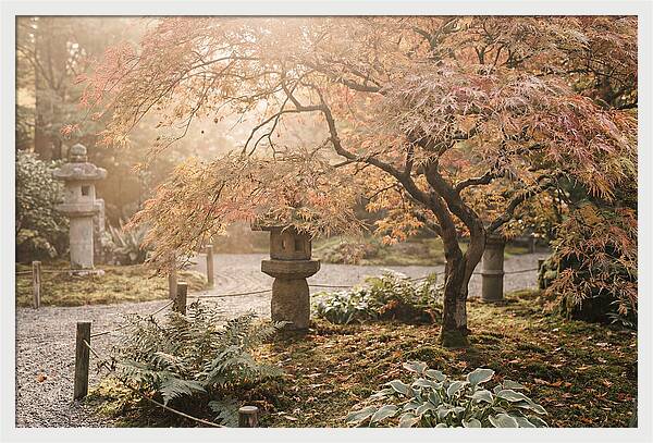 Japanese Maple In Autumn Glow