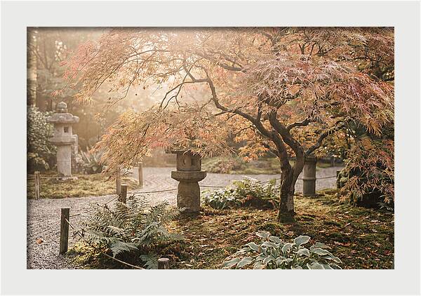 Japanese Maple In Autumn Glow