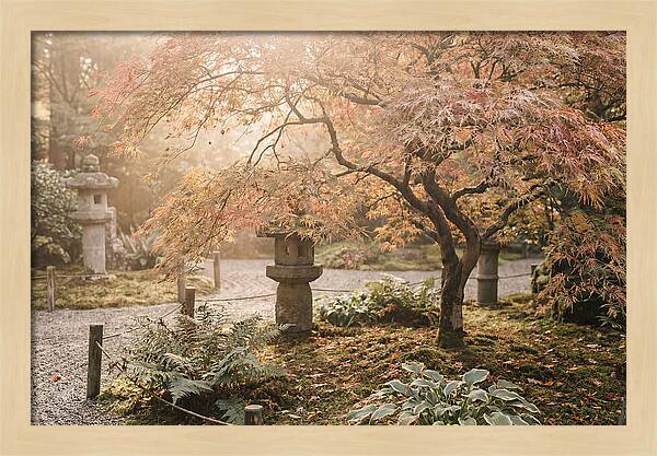 Japanese Maple In Autumn Glow