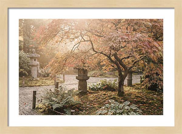 Japanese Maple In Autumn Glow