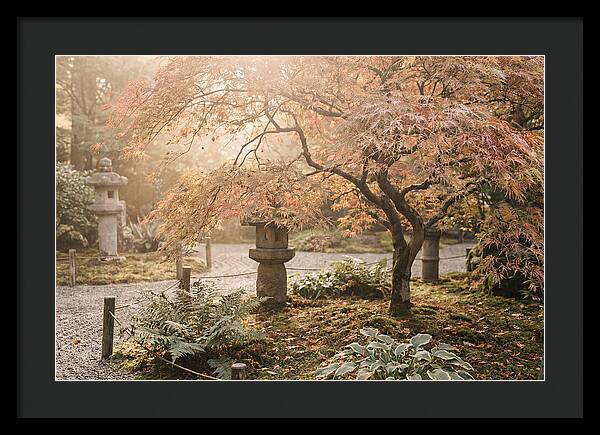 Japanese Maple In Autumn Glow