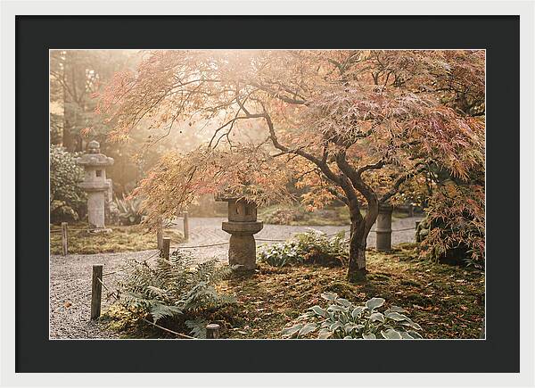 Japanese Maple In Autumn Glow